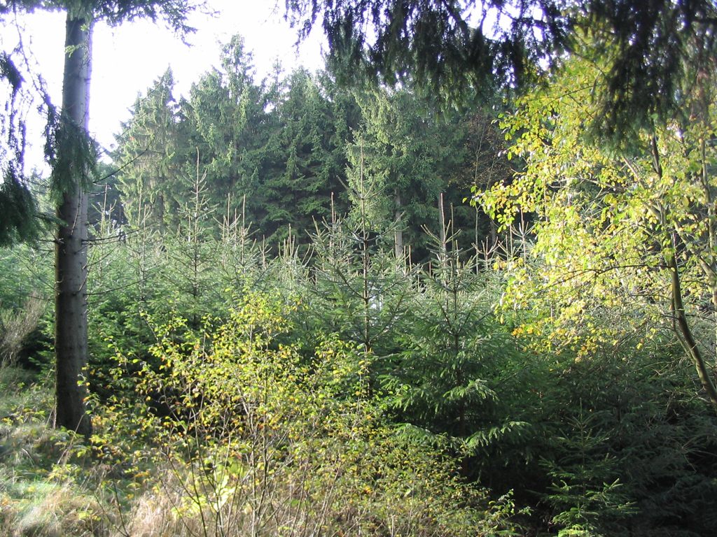 IMG_5139.JPG