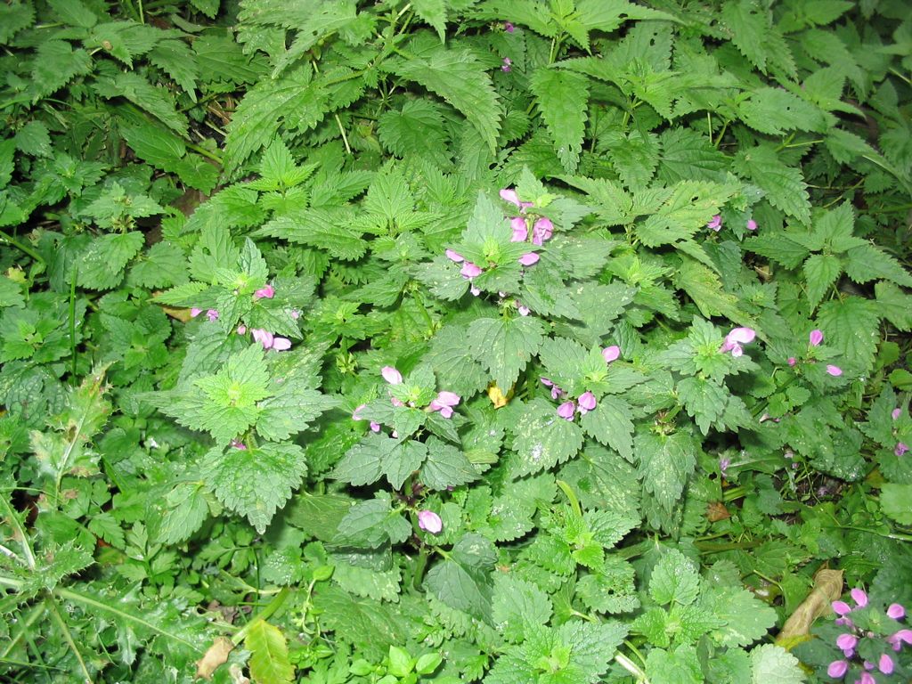 IMG_5076.JPG