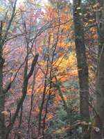 IMG_5123.JPG