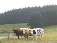 IMG_5173.JPG