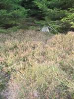 IMG_5198.JPG