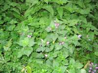 IMG_5076.JPG
